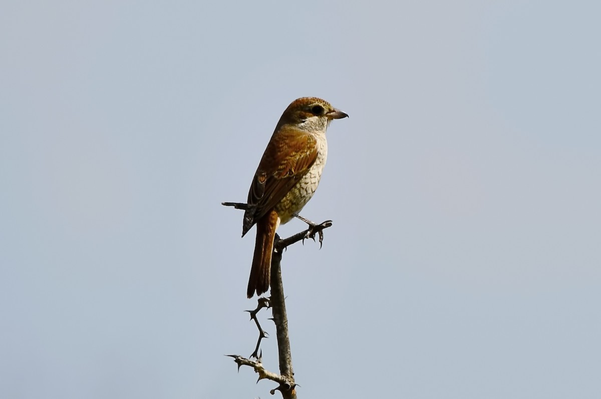 Red-backed Shrike - ML644514210