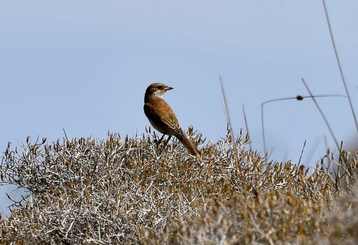 Red-backed Shrike - ML644514211