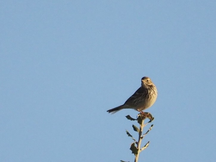 Meadow Pipit - ML644514212