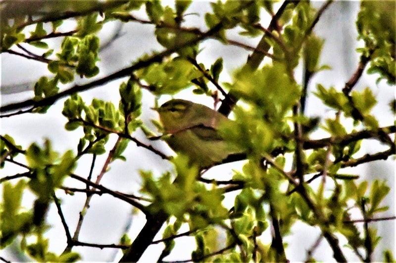 Tickell Çıvgını - ML644514217