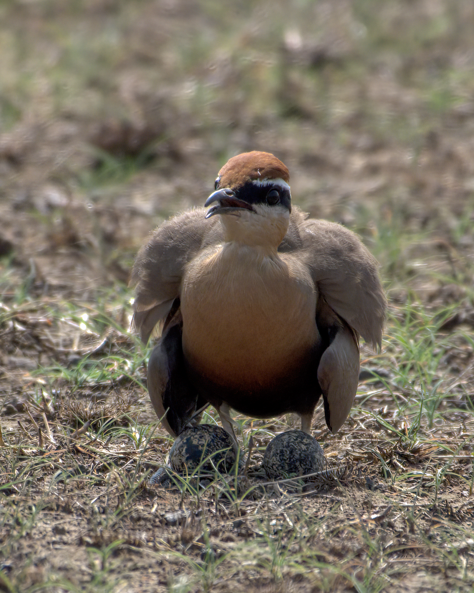 Indian Courser - ML644514231