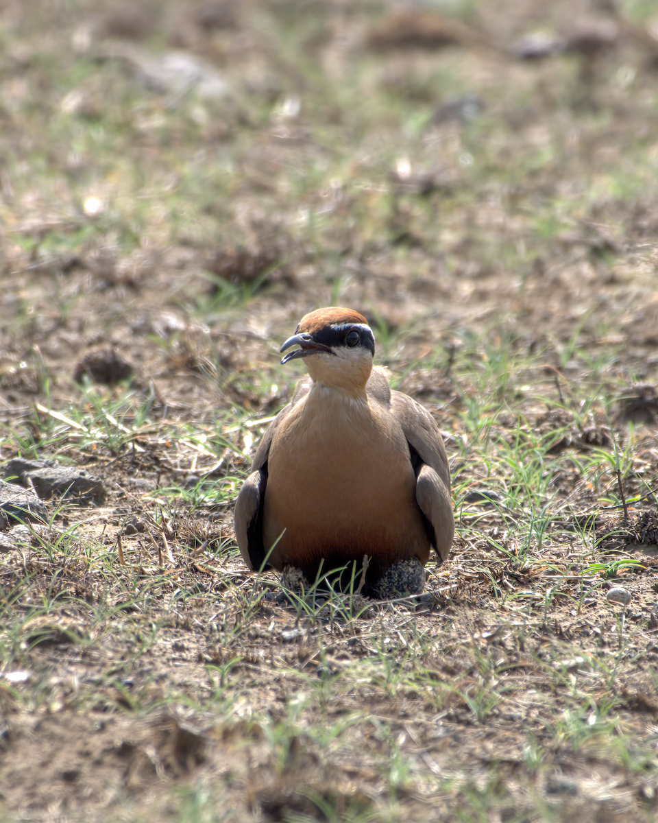 Indian Courser - ML644514232