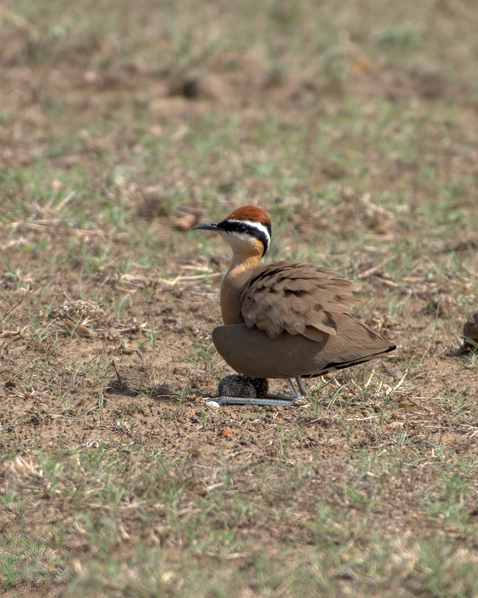 Indian Courser - ML644514233