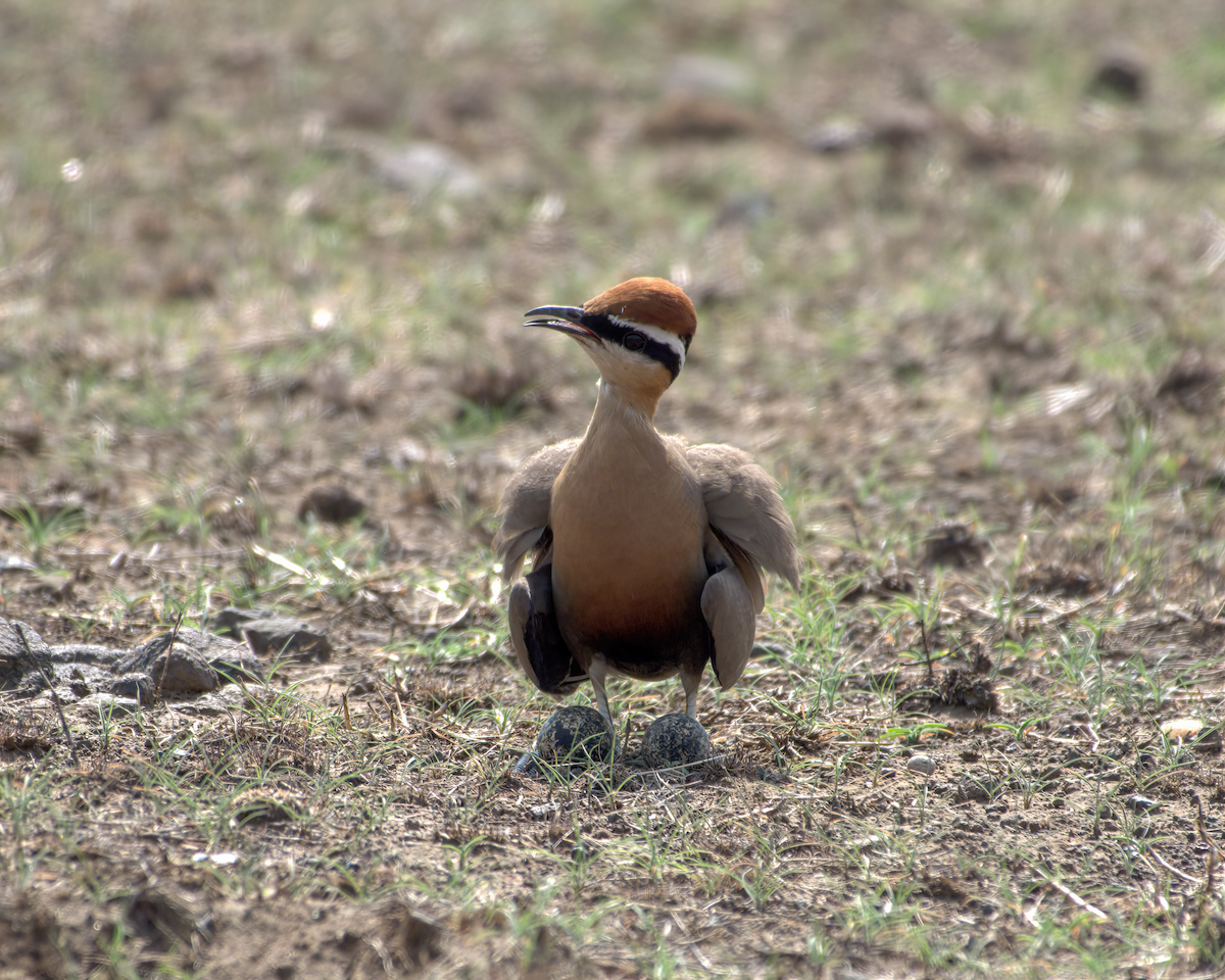 Indian Courser - ML644514234