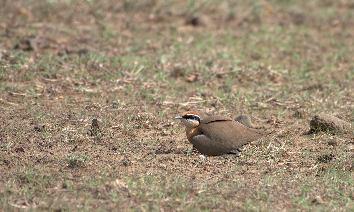 Indian Courser - ML644514235