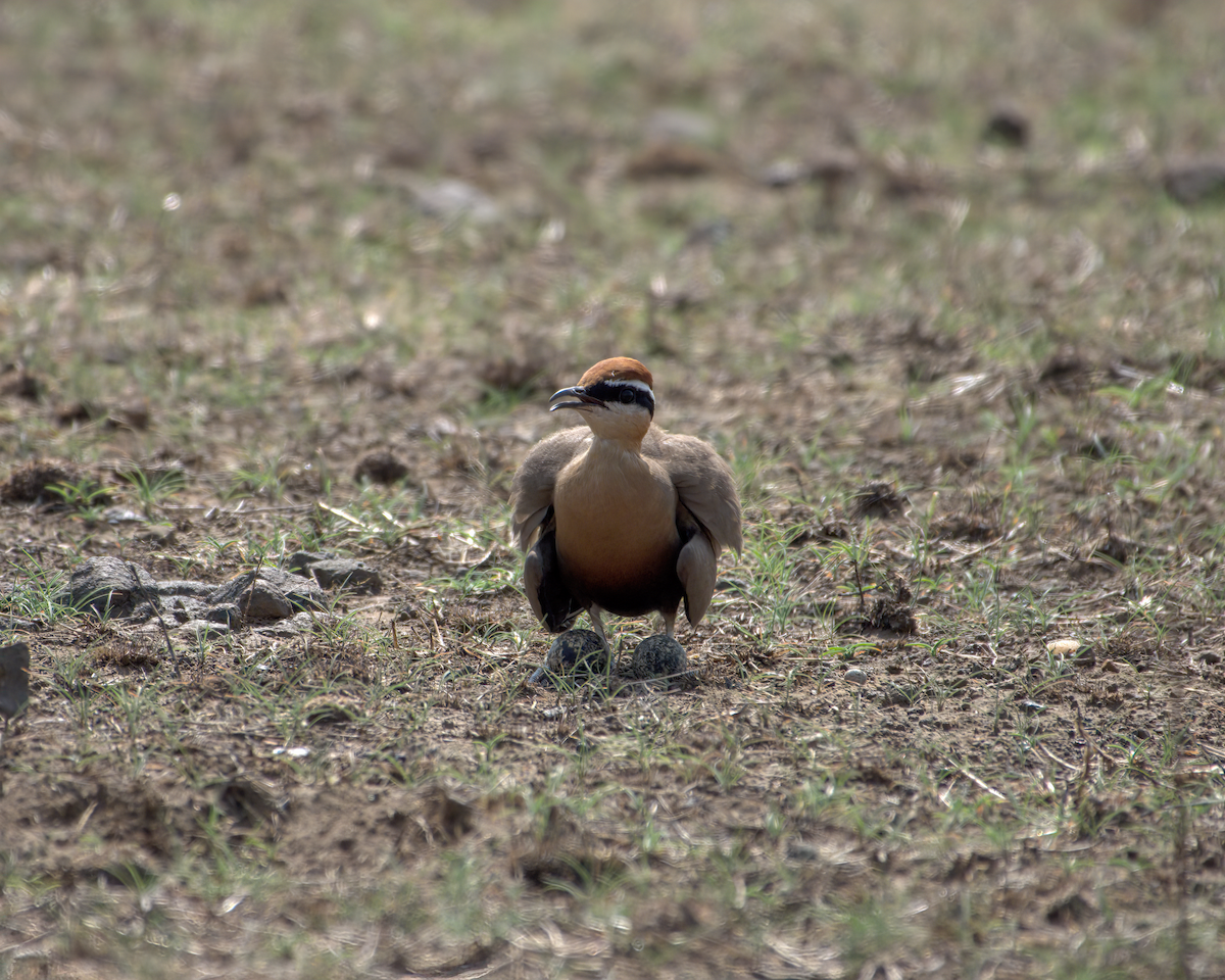Indian Courser - ML644514236
