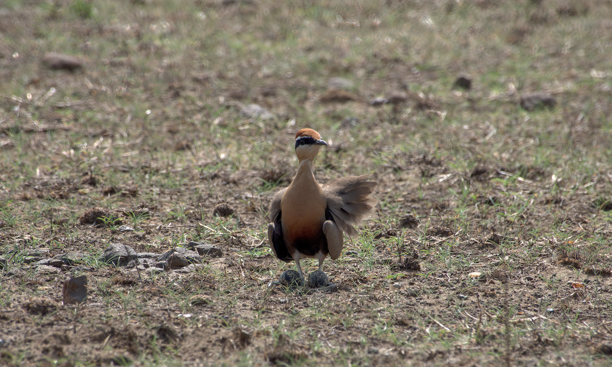 Indian Courser - ML644514237