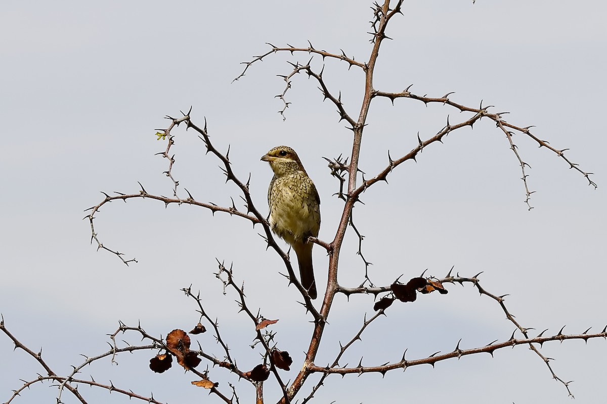 Woodchat Shrike - ML644514238
