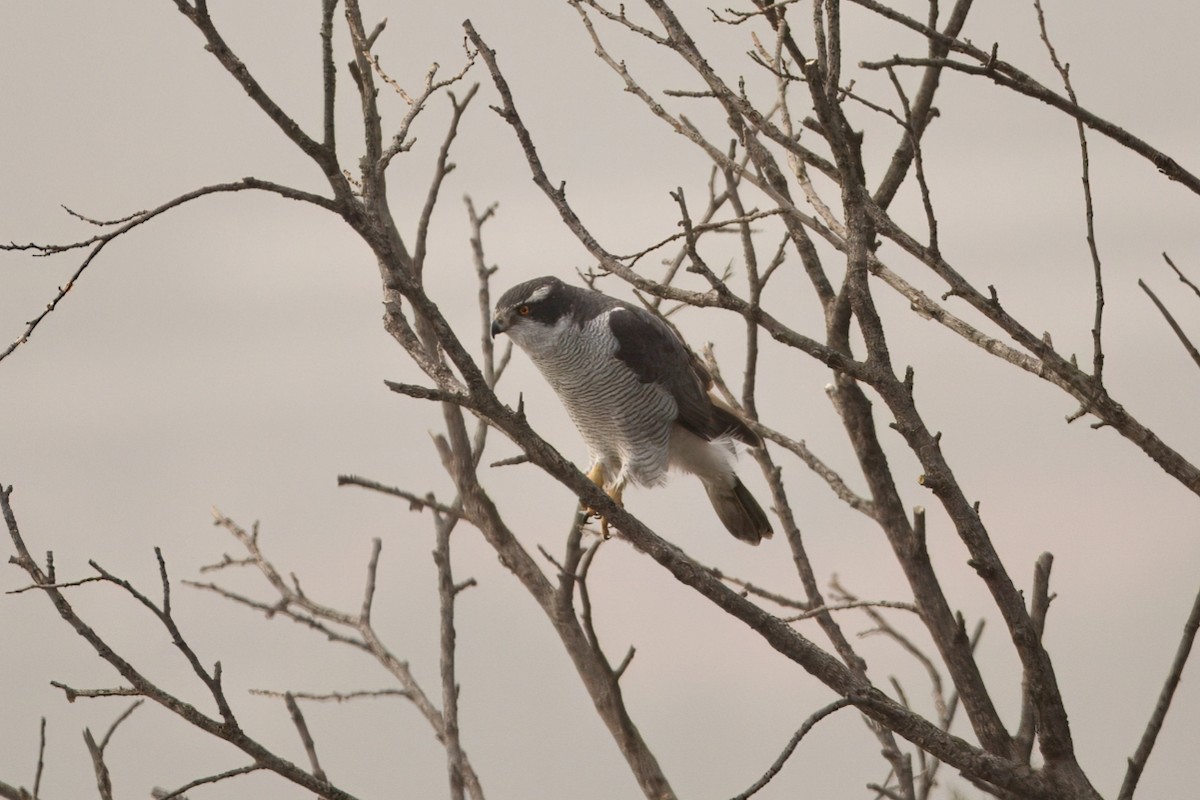 Aztore eurasiarra - ML644514245