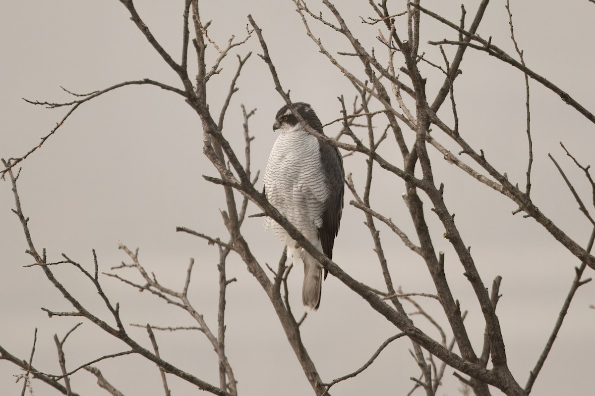 Aztore eurasiarra - ML644514246