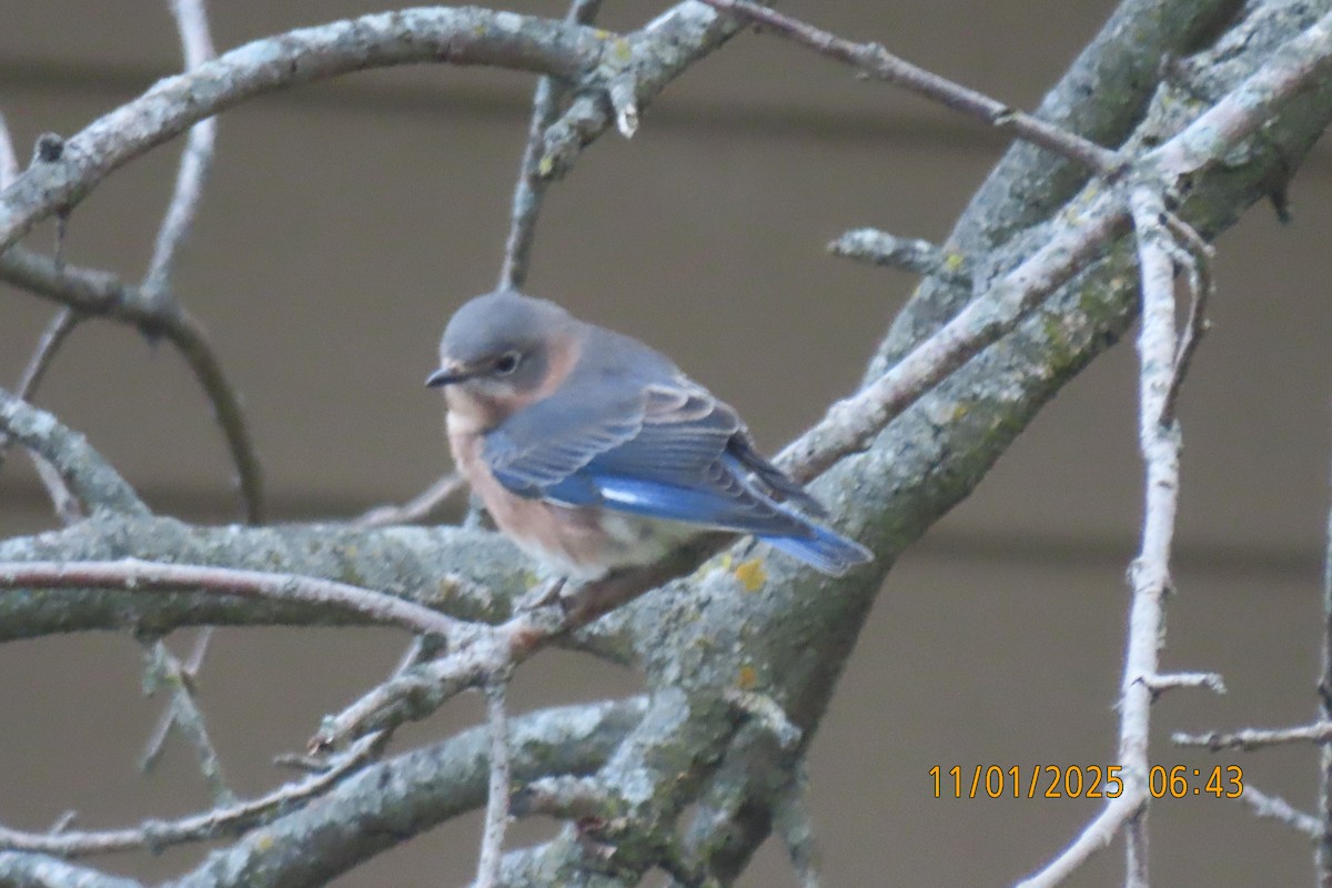 Eastern Bluebird - ML644514247