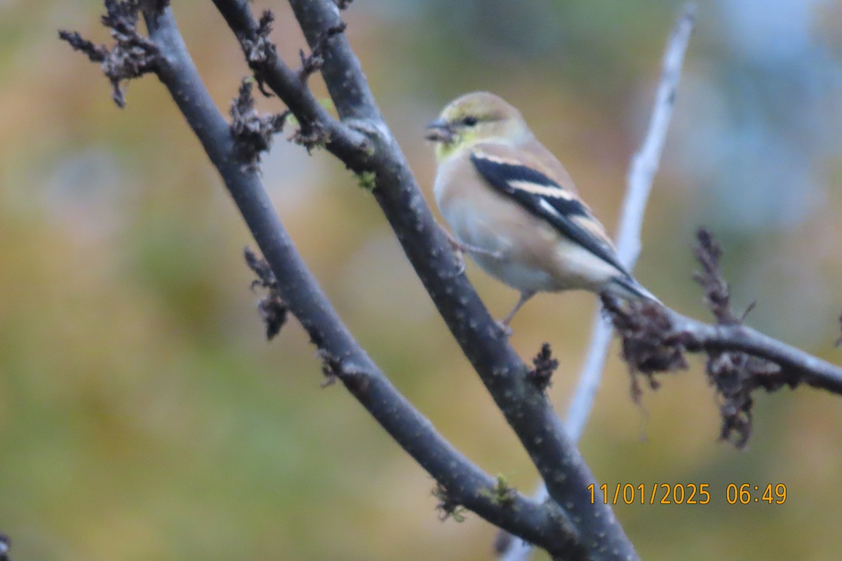 American Goldfinch - ML644514259