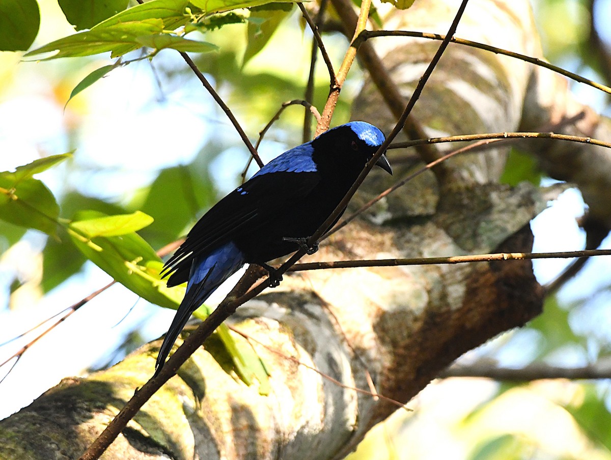 Asian Fairy-bluebird - ML644514263