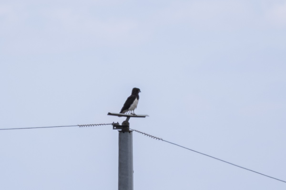 Black-chested Snake-Eagle - ML644514268