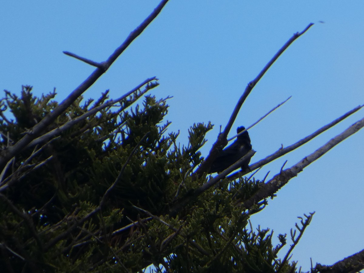 キイロオクロオウム - ML644514269