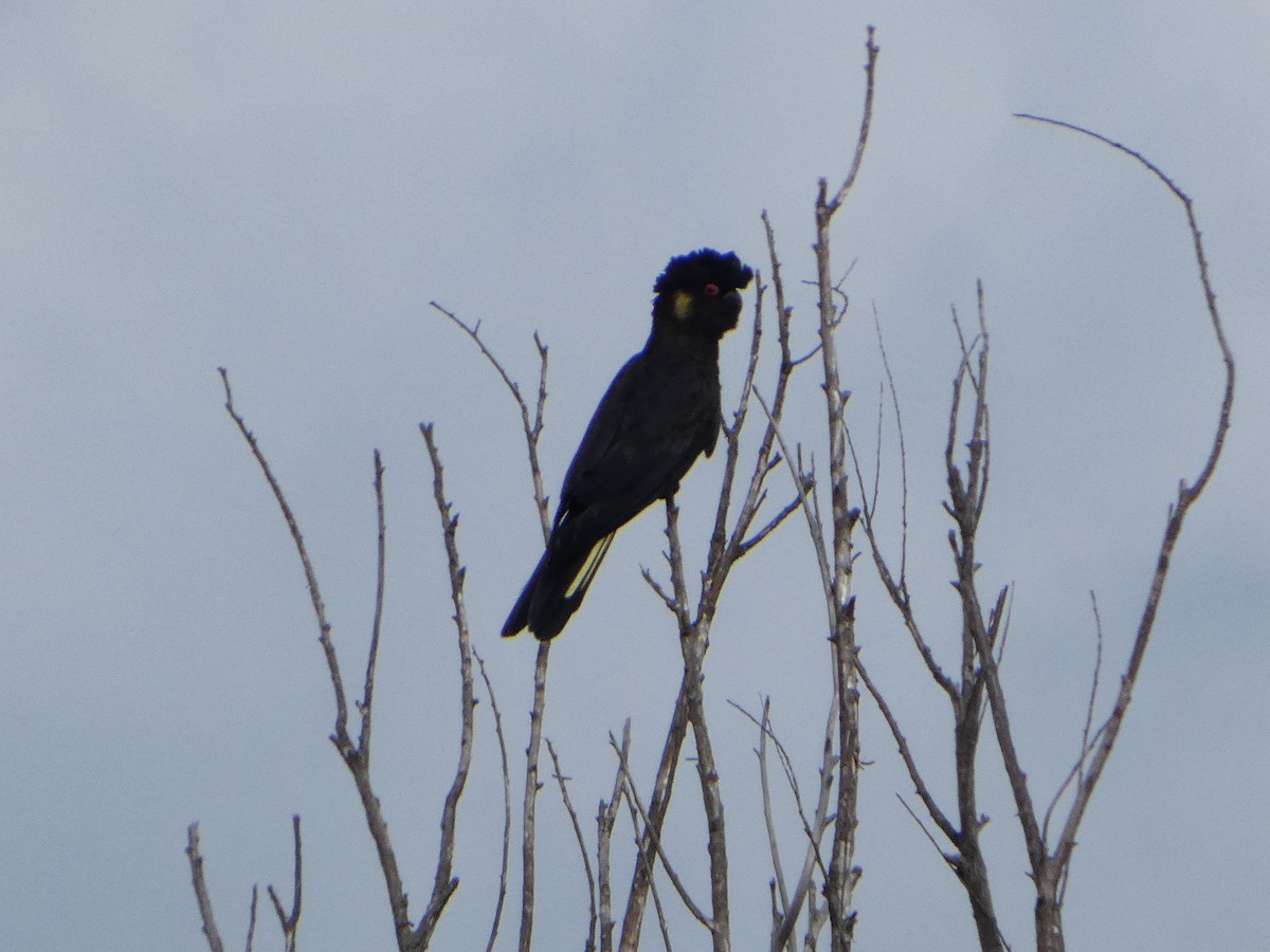 キイロオクロオウム - ML644514270