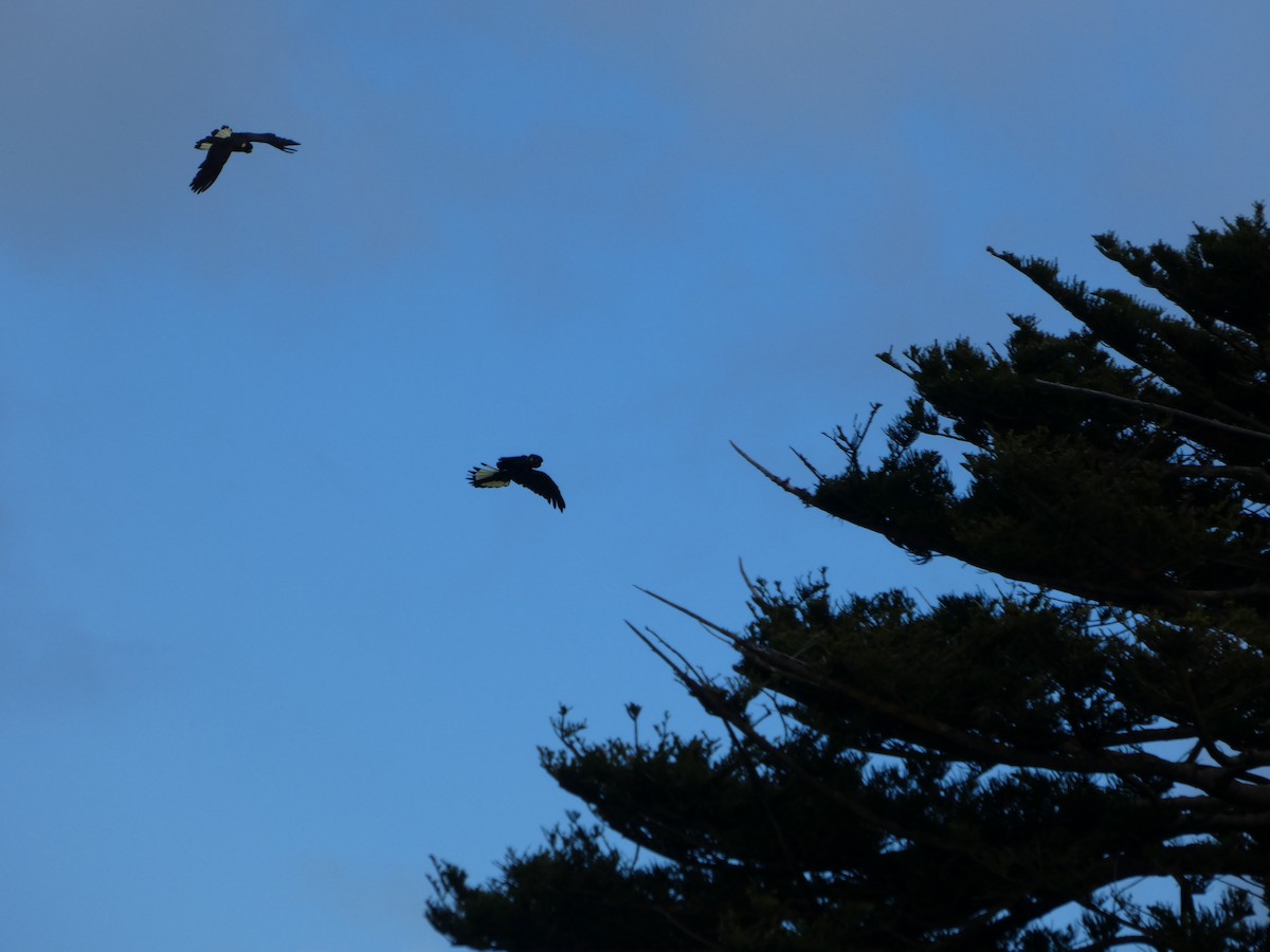 キイロオクロオウム - ML644514271