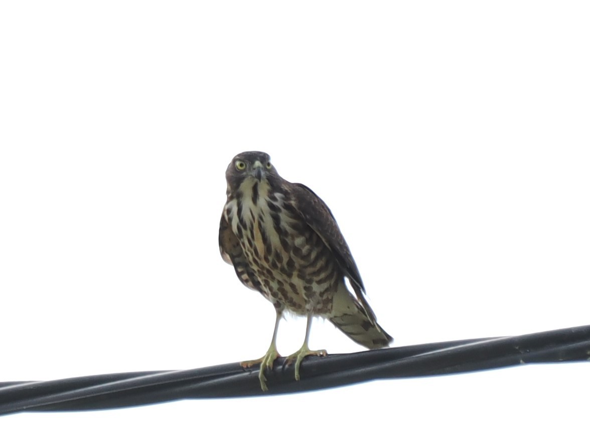 Индийский перепелятник - ML644514282