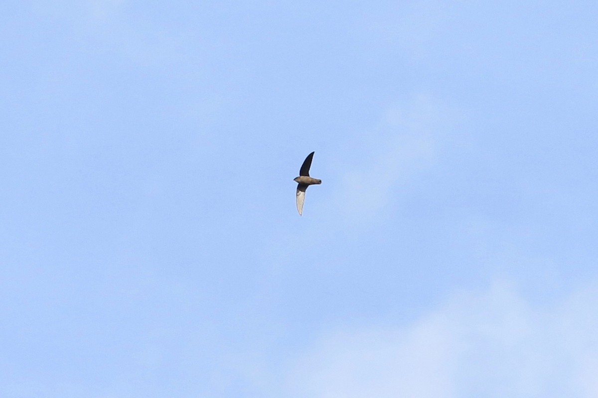 Chimney Swift - ML644514288