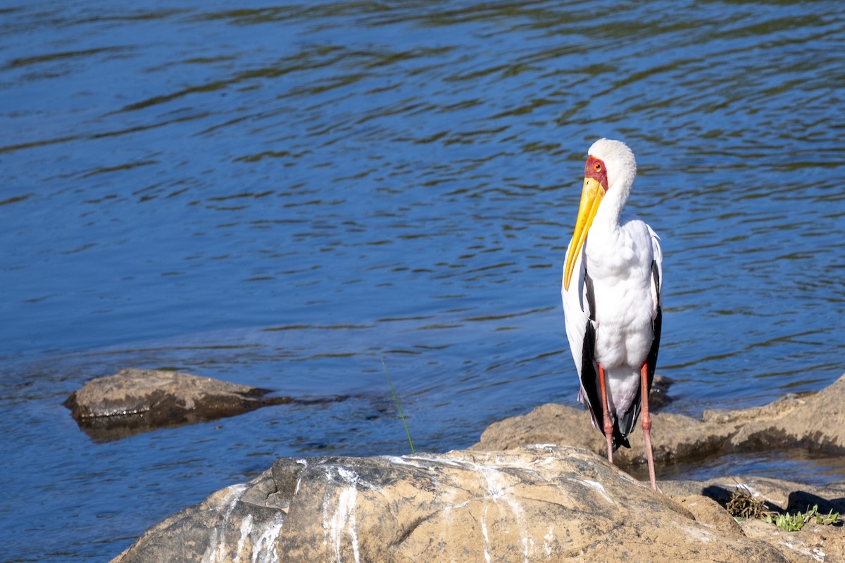 חסידן ורוד - ML644514292