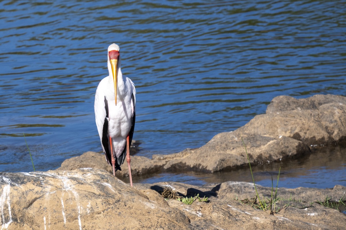חסידן ורוד - ML644514293