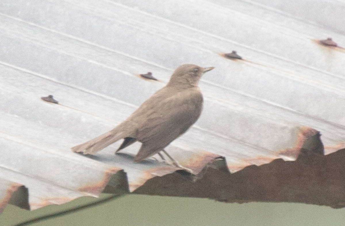 Zorzal Piquinegro - ML644514299