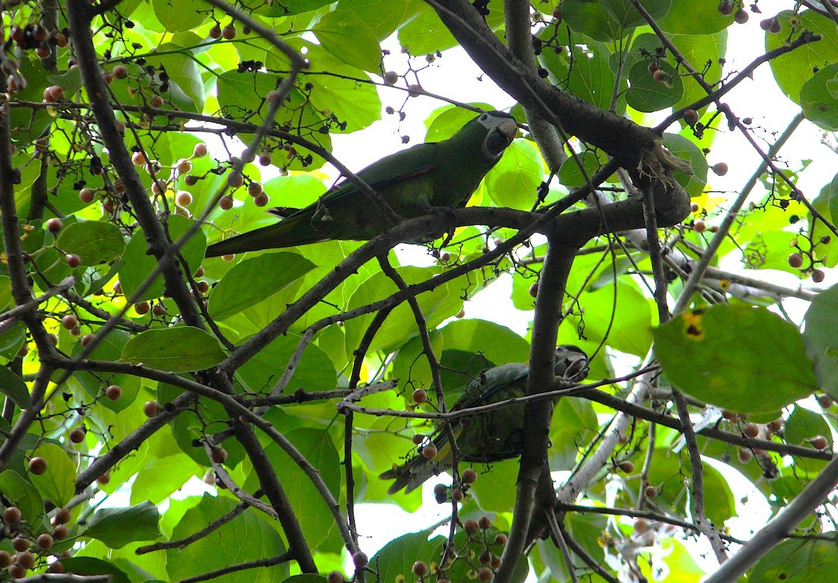 紅肩金剛鸚鵡 - ML644514300