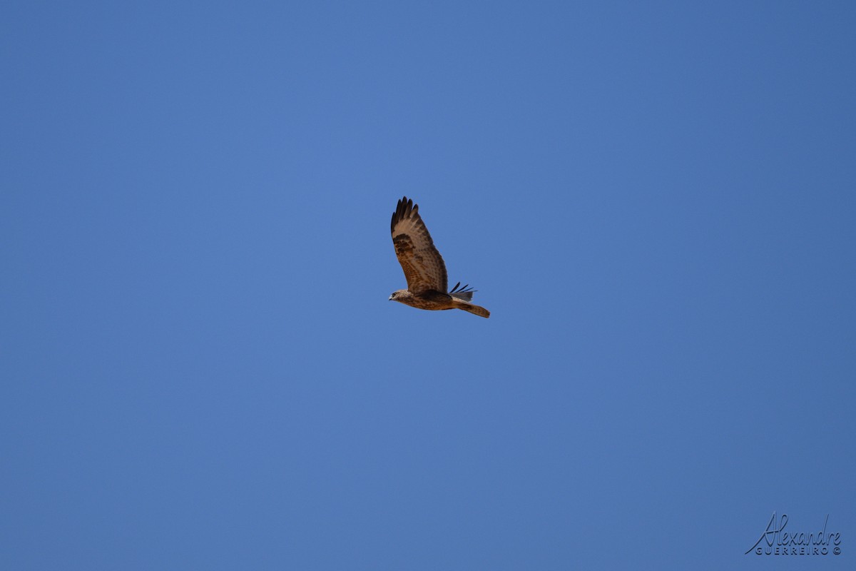 Long-legged Buzzard - ML644514308
