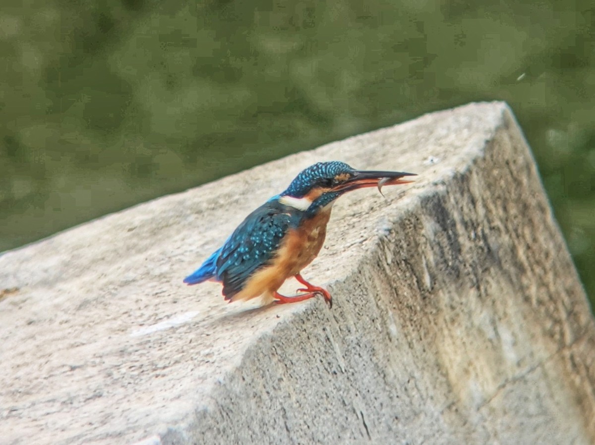 Martin arrantzalea - ML644514309