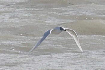 Mediterranean Gull - ML644514311