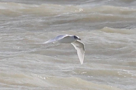 Mediterranean Gull - ML644514312