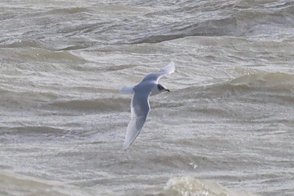 Mediterranean Gull - ML644514313