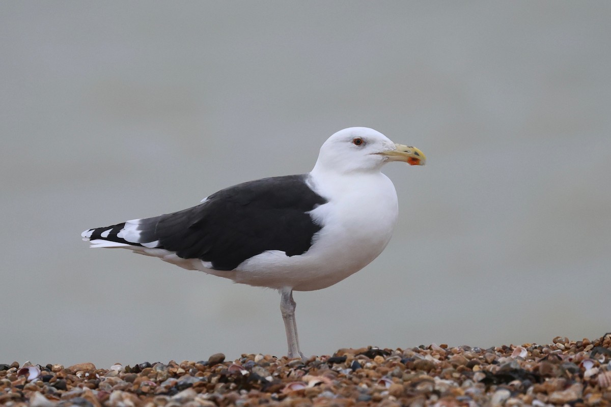 Büyük Kara Sırtlı Martı - ML644514318