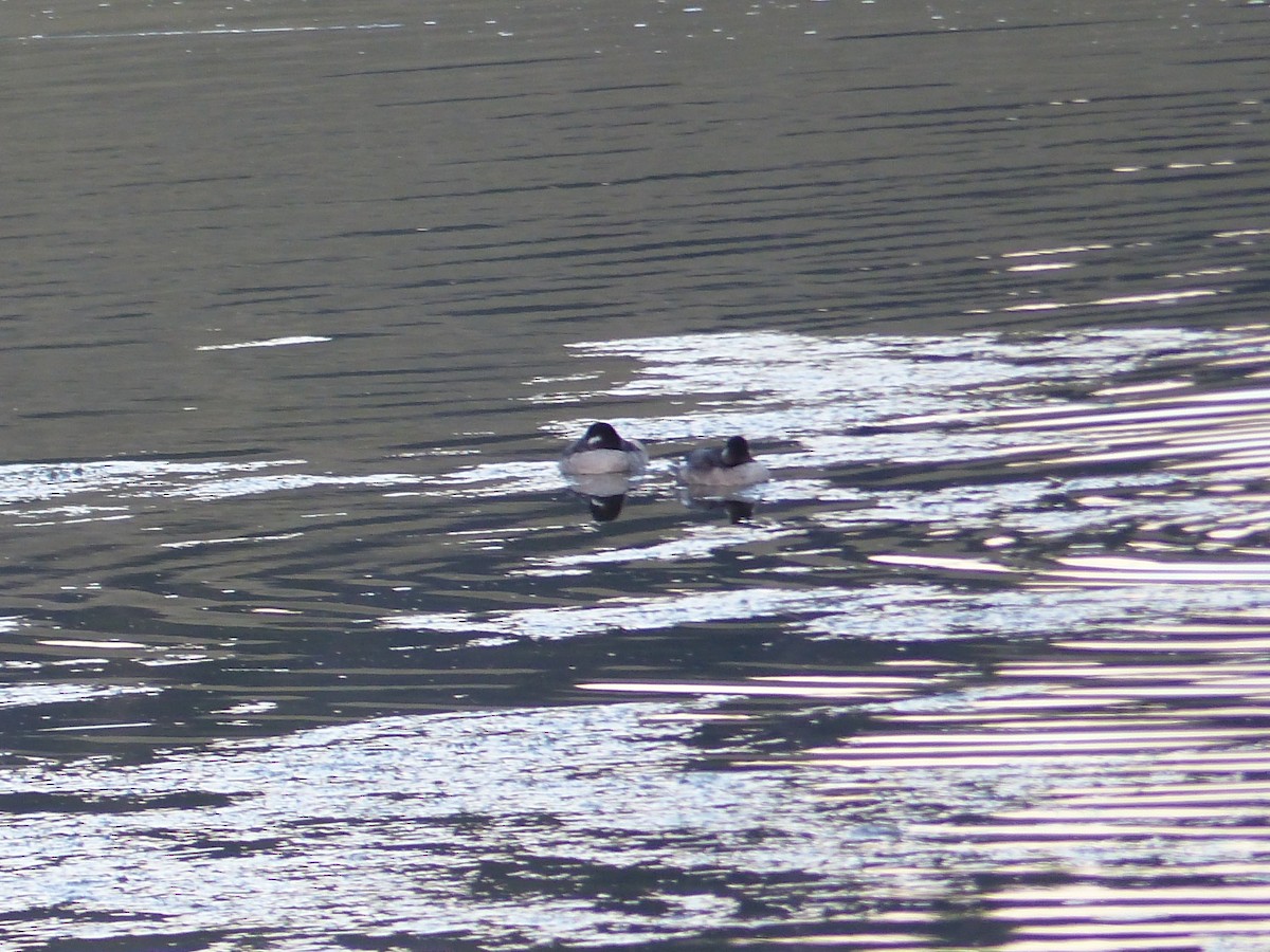 Гоголь малий - ML644514320