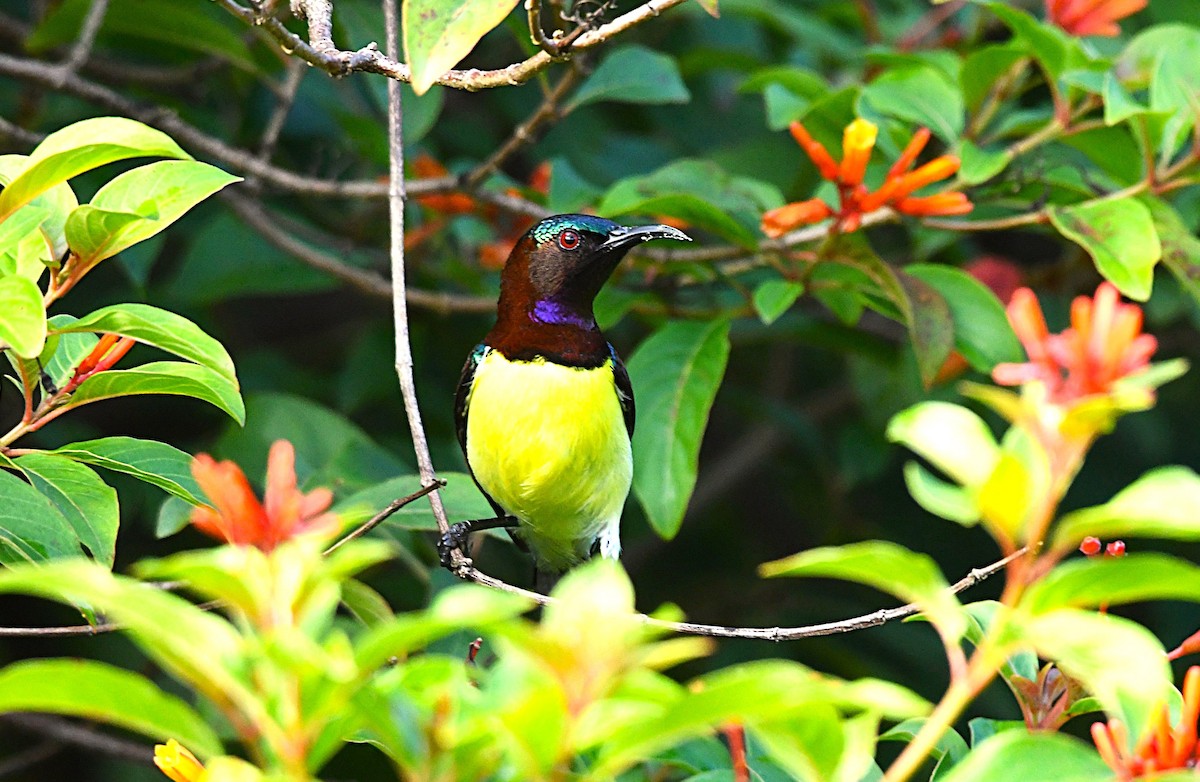 Нектаринка лимонногруда - ML644514321