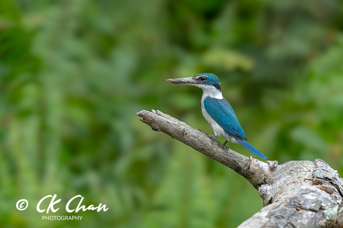 Альціон білошиїй - ML644514322