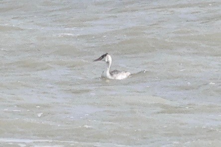 Пірникоза велика - ML644514324