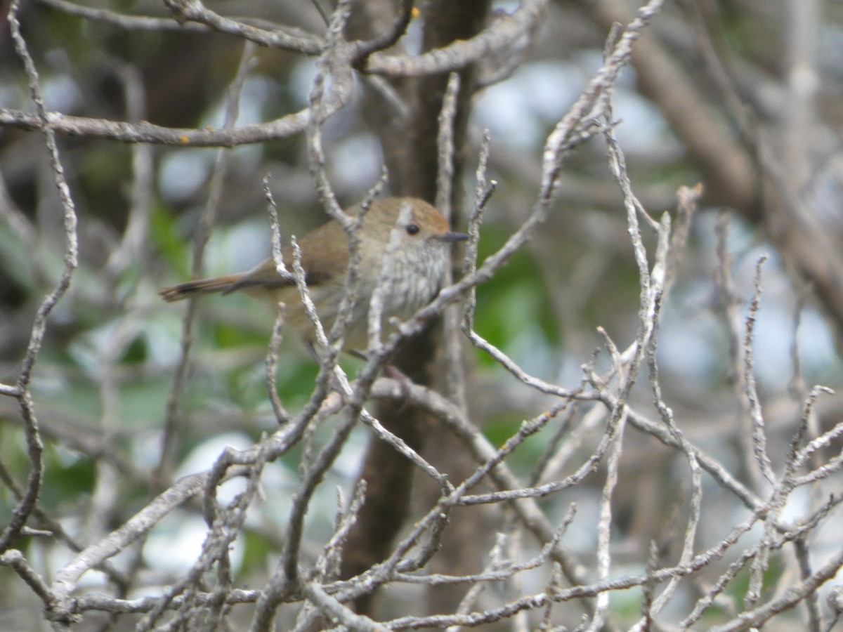 Шиподзьоб бурий - ML644514325