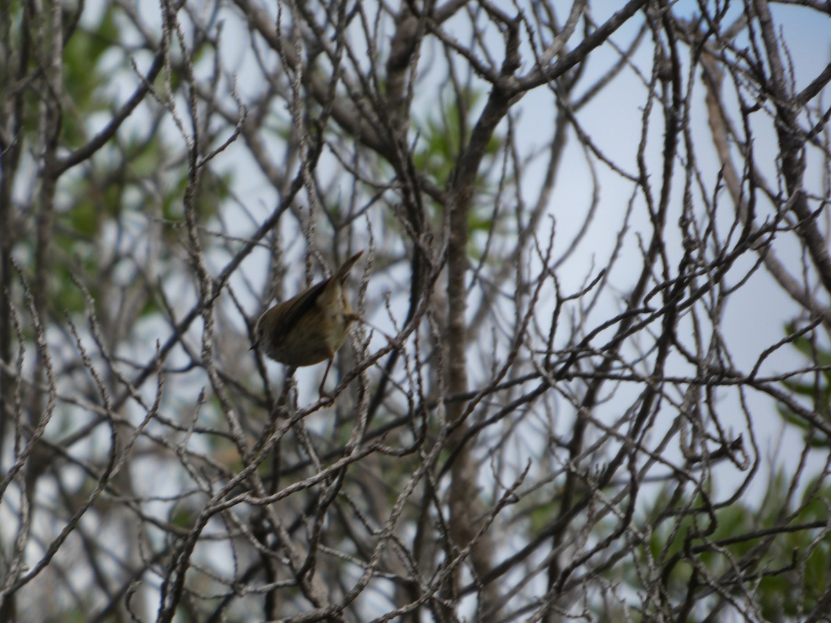 Шиподзьоб бурий - ML644514326