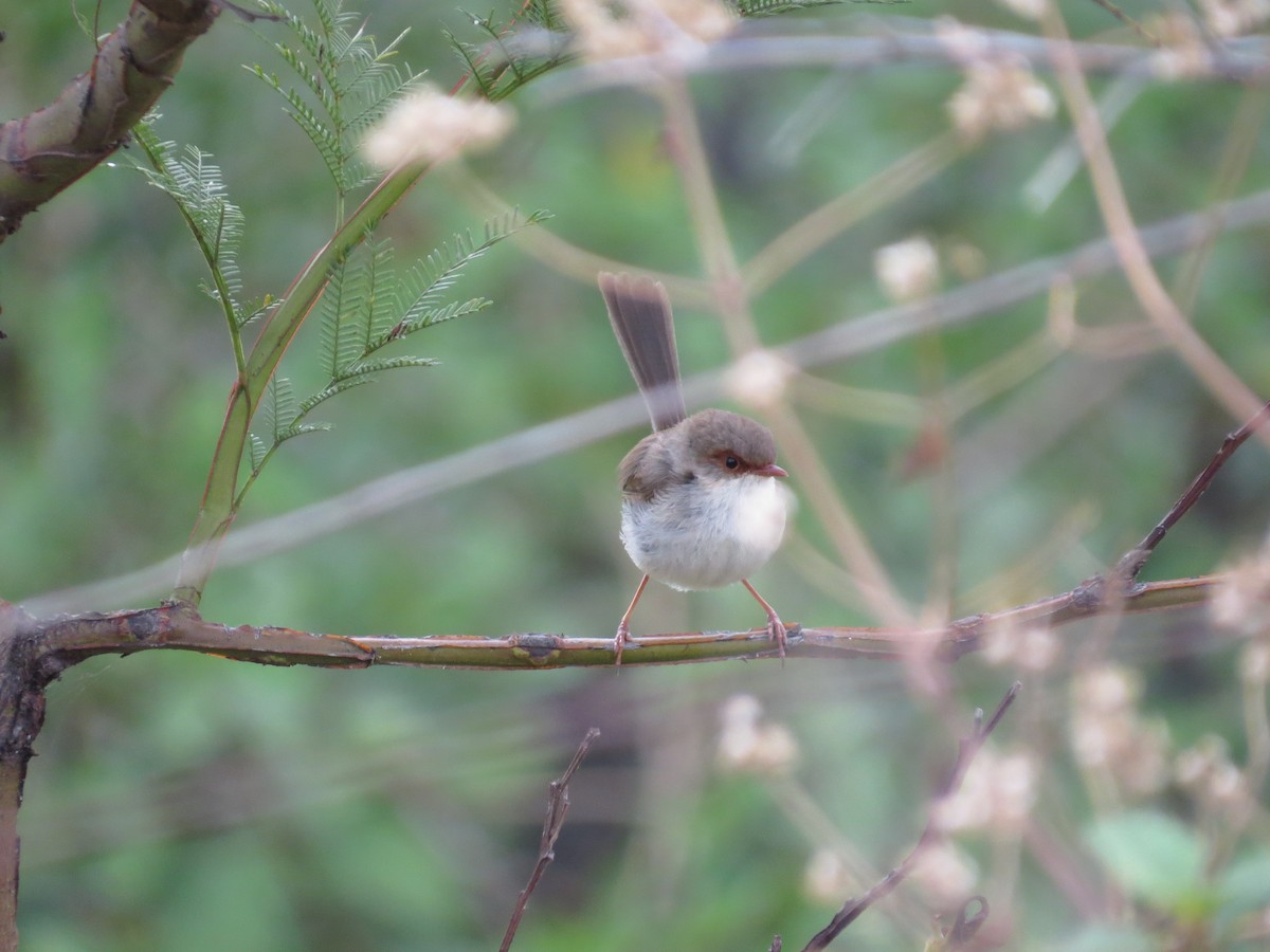 Малюр сапфіровий - ML644514328