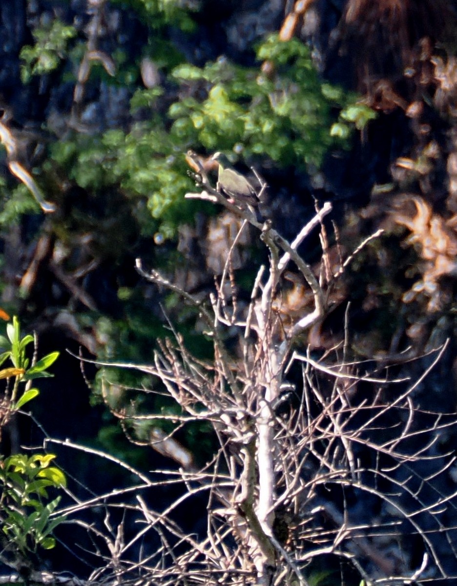 Pink-necked Green-Pigeon - ML644514329
