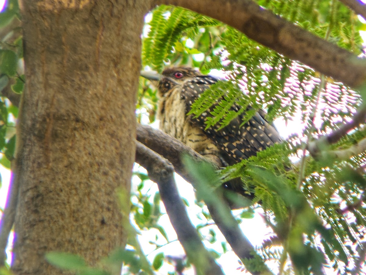 オニカッコウ - ML644514330