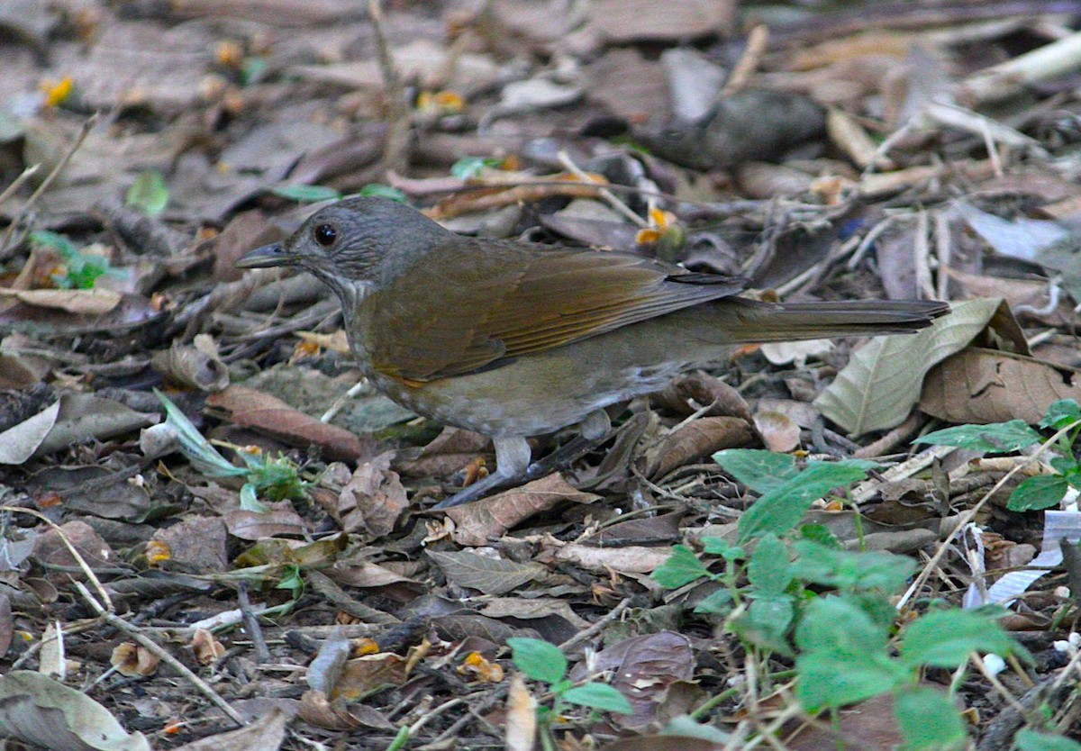 Pale-breasted Thrush - ML644514331