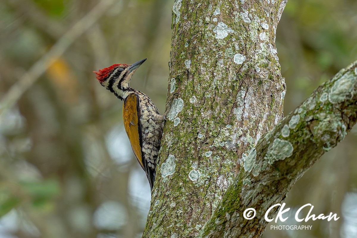 Дзьобак золотоспинний - ML644514332