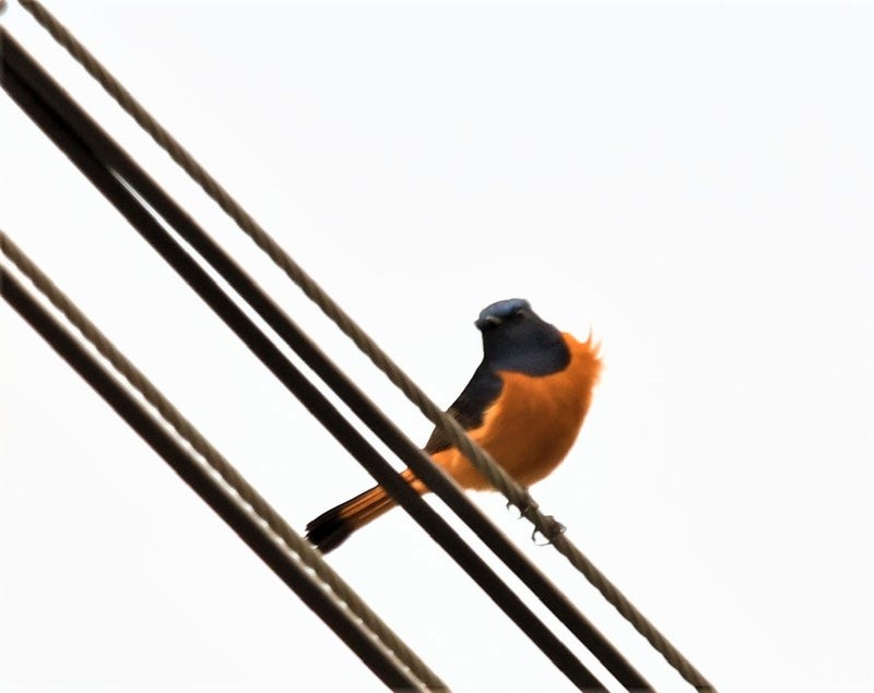 Горихвістка синьолоба - ML644514333