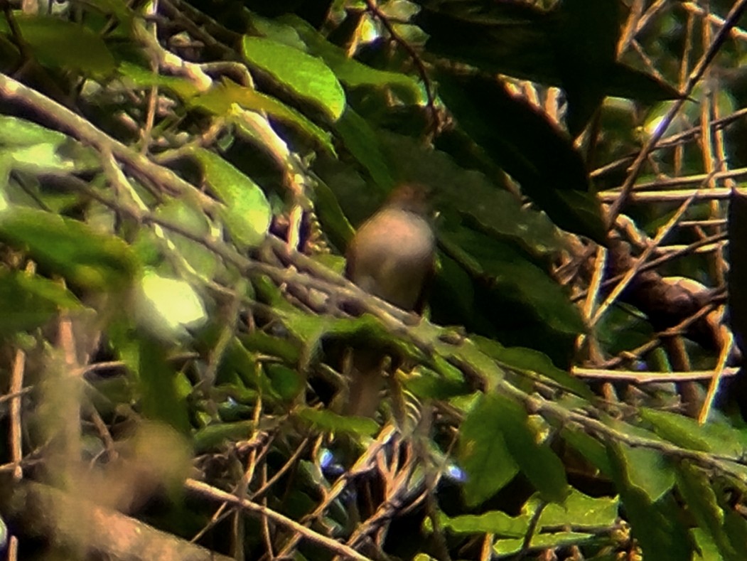 Бюльбюль золотоокий - ML644514334