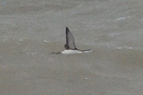 Гагара червоношия - ML644514335