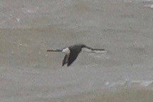 Гагара червоношия - ML644514336