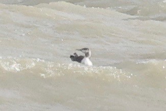 Гагара червоношия - ML644514338