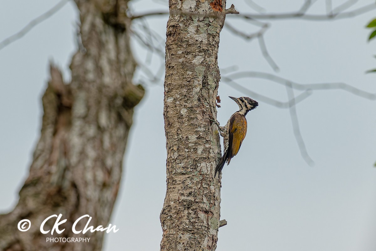 Дзьобак золотоспинний - ML644514340